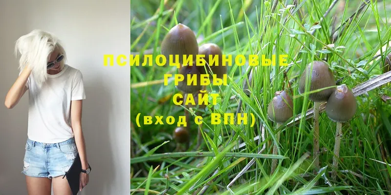 Псилоцибиновые грибы Psilocybe  магазин  наркотиков  Лагань 